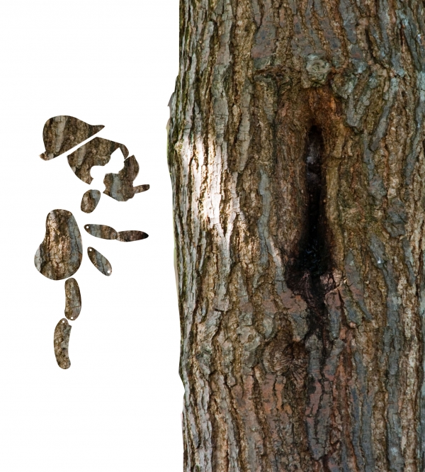 Creation of Tree Cut pinocchio: Step 1